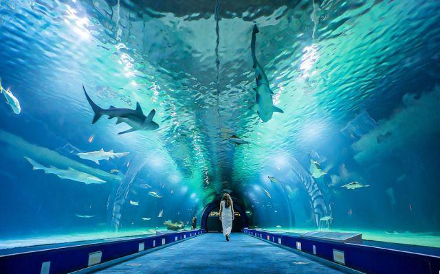 El Oceanogràfic: Explorando la Vida Marina